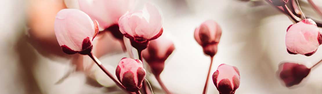 Gemmotherapie