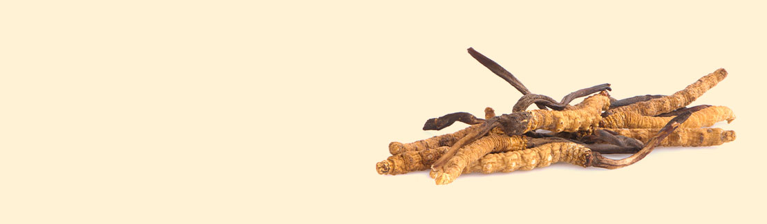 Cordyceps