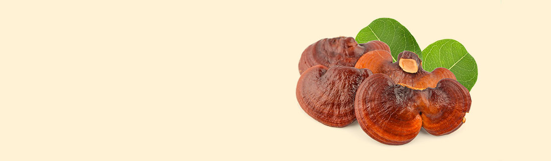 Reishi