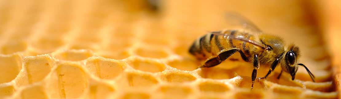Biobee