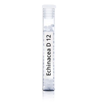 Echinacea D12